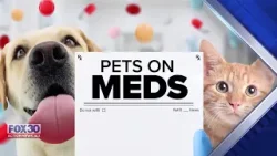 Pet anxiety is rising, but who is more anxious -- pets or their owners?