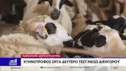 Ανεξέλεγκτη η εξάπλωση του αφθώδους πυρετού – Κτηνοτρόφος ζητά δεύτερο τεστ μέσω δικηγόρου