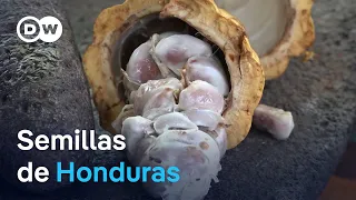 Criollo Cacao, Heritage of Mesoamerica