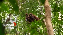 Conservation agencies relocate orangutans after wildfires decimate habitats in Indonesia