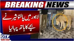Breaking News | 8 Year Old Loses Arm in Pet Lion Attack in Lahore | Lahore Lion Attack | GTV News