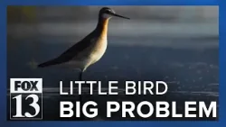 Little bird on Great Salt Lake could create big problem for Utah leaders