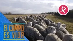 Las ovejas de Isabel y Lidia salen en estampida | El campo es vida