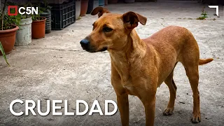 The worst SCAM: They used AI to trick her into believing they had her DOG