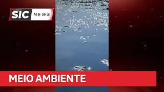 ICMBio investigates fish die-off at Lago do Cuniã Extractive Reserve