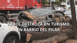 La caída de un árbol destroza un turismo por la borrasca Leonarda