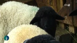 Toka - Bashkatdhetari shpëton racën e deles balushë nga zhdukja 04.12.2026