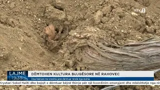 Disa hektarë me vreshta janë dëmtuar rëndë nga stuhia