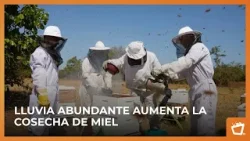 Producción de miel podría mejorar pese a irregularidades climáticas