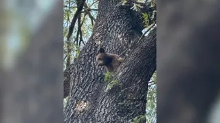 Bear cub rescued from tree in Russellville neighborhood