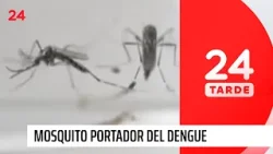 Huevos de mosquito: insecto portador dengue es detectado en Los Andes | 24 Horas TVN Chile
