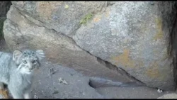 🐱В Тыве «собрали» рекордный выводок манулов