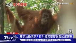 走私販運+棲息地破壞 紅毛猩猩生存危機 3物種均「瀕危」｜十點不一樣20261016 @TVBSNEWS01