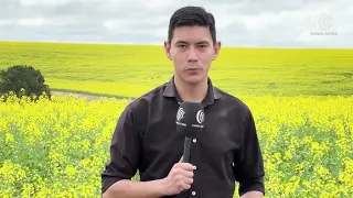 Canola gains ground and nears wheat acreage in Rio Grande do Sul