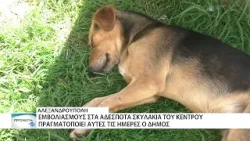 Ο Δήμος Αλεξανδρούπολης προχωρά σε εμβολιασμούς των αδέσποτων σκύλων