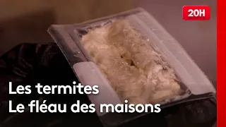 Climate change: Termites are gaining ground in France