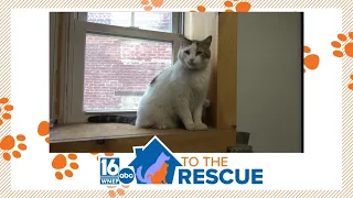 16 To The Rescue: Homer