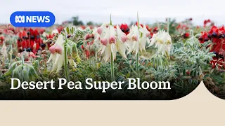 Sturt desert pea 'super bloom' explodes in outback | ABC NEWS