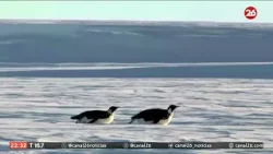 La escasez de hielo antártico afecta a los pingüinos | #26Global