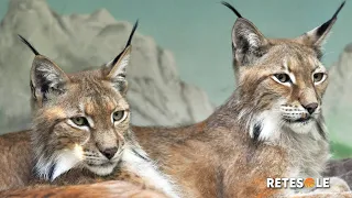 Bioparco di Roma, ecco la nuova area per le linci euroasiatiche