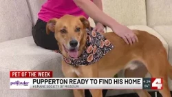 Pupperton is ready to find his forever home!