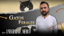 Gatos Ferales | Revista de la Universidad