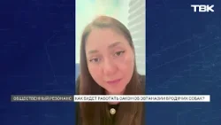 Больше 1 тыс. собак в приютах Красноярска могут усыпить с 1 марта