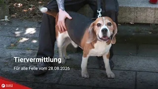 Tiervermittlung: Für alle Felle vom 28.08.2026