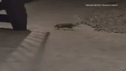 2 lawsuits accuse the operators of a southeast Denver apartment complex of unsanitary conditions