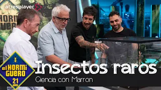 Insectos y arácnidos de todo el planeta llegan al plató - El Hormiguero