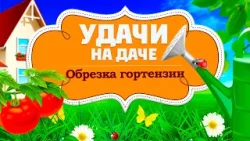 Удачи на даче. Как обрезать гортензию. Посадка помидоров (12.02.2026)