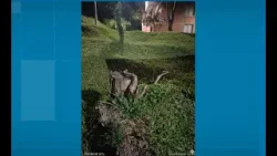 Alerta en Bello por el avistamiento de esta serpiente no nativa del ecosistema ¿la ha visto?