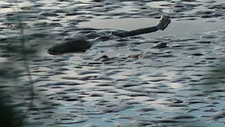 Quicksand creates dangerous situation along Connecticut River in Middletown