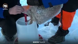 كەوەكانی ناوچە شاخاوییەكانی برادۆست بۆ دەستكەوتنی خۆراك هاتوونە نزیك ئاوەدانییەكان