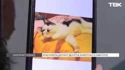 Krasnoyarsk woman keeps over a dozen dogs and cats in her apartment