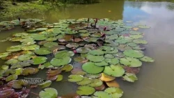 Amazonas Mágico en 4K | Paisajes y Sonidos del Amazonas para Calmar la Mente