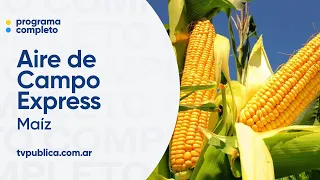 Maíz: El cultivo del año - Aire De Campo Express
