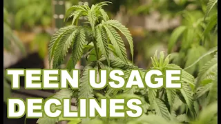 Teen cannabis use in Minnesota cut in half, but disparities remain