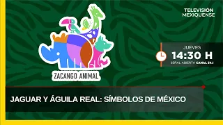 Jaguar and Golden Eagle: Symbols of Mexico | Zacango Animal | 09-10-26