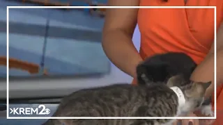 Pick of the Litter: Meet Nigel and Nora, two kitties available for adoption