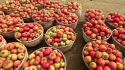 সিলেটের কানাইঘাটে সুরমা নদীর পাড়ে বিখ্যাত সবজির বাজার