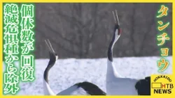 国の特別天然記念物タンチョウ　絶滅危惧種から除外　給餌や繁殖地の保全で1200羽ほどに回復