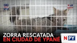 Rescataron a una zorra en Ypané