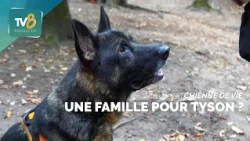A Dog's Life - Tyson