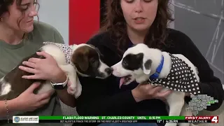 Pet of the Week: Austin & Zach