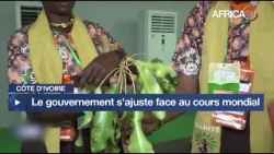 Côte d’Ivoire – Anacarde : le prix 2026 fixé à 400 FCFA face aux évolutions du marché mondial