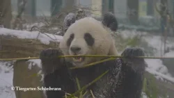 Pandas genießen den Winterzauber im Tiergarten Schönbrunn