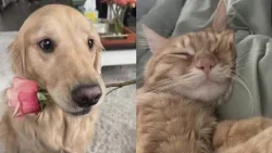 Празднование Национального дня домашних животных Празднование Национального дня домашних животных