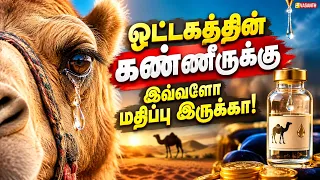 ஒட்டகத்தின் கண்ணீருக்கு இவ்வளோ மதிப்பு இருக்கா! | Therinthu Kolvom | Vasanth TV