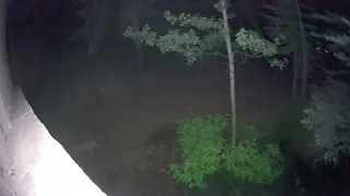 5 mountain lions walk in pack in Colorado